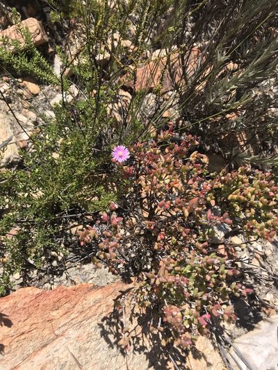 Ruschia virgata, photographed by Ren Hoekstra