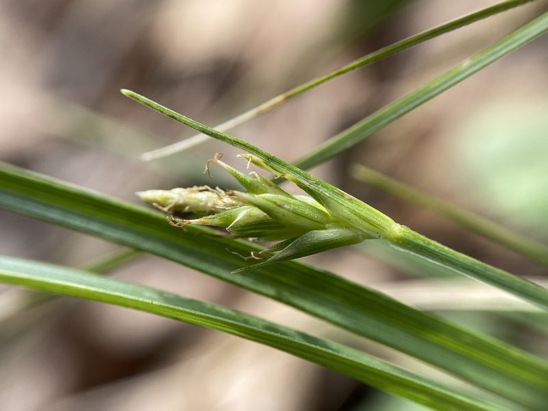 Carex willdenowii, photographed by Zihao Wang