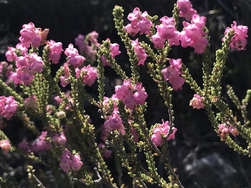 Erica fimbriata, photographed by Ren Hoekstra
