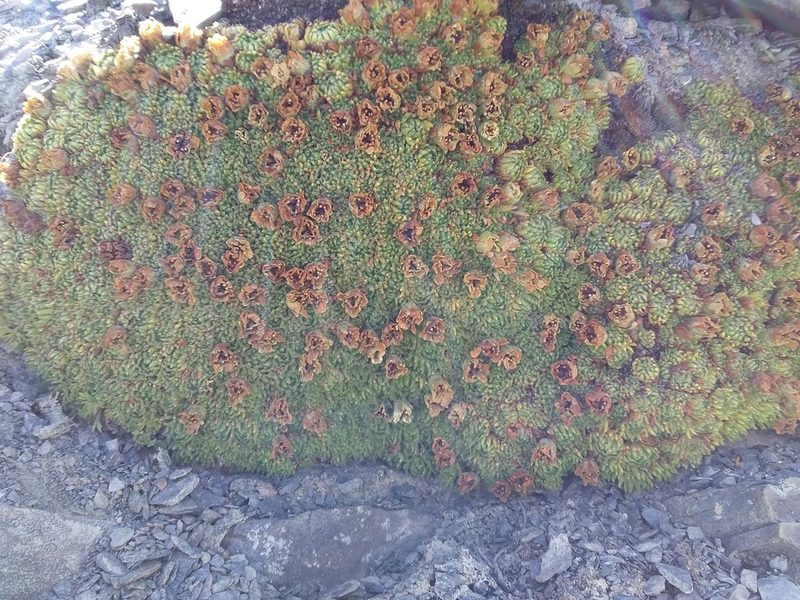 Saxifraga magellanica, photographed by Humber Alberto