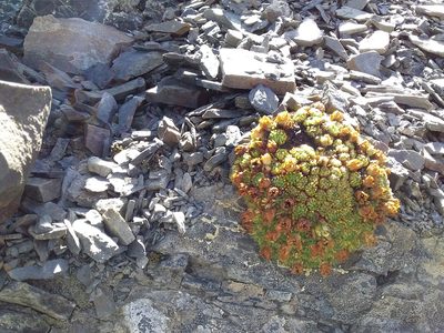 Saxifraga magellanica, photographed by Humber Alberto