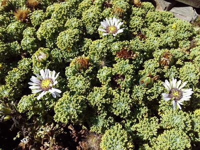 Xenophyllum dactylophyllum, photographed by Humber Alberto