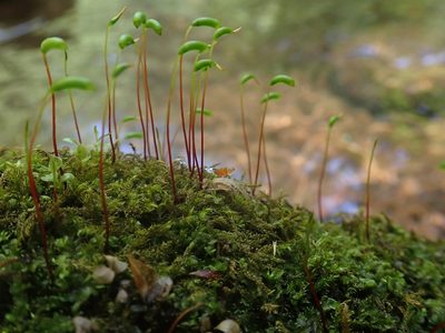 Amblystegium serpens, photographed by Christian Berg