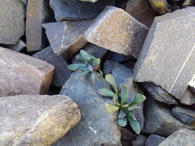 Senecio algens, photographed by Humber Alberto