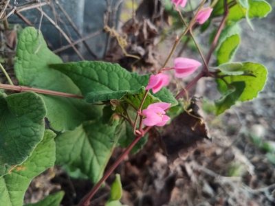 Antigonon leptopus, photographed by Oscar Gonzalez Diaz