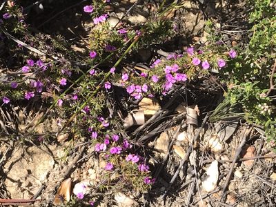 Muraltia squarrosa, photographed by Ren Hoekstra