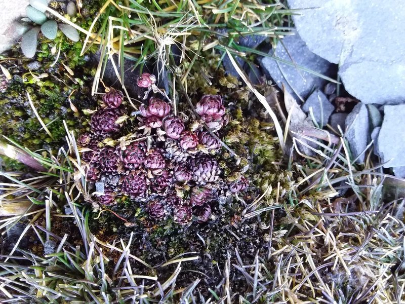 Saxifraga boussingaultii, photographed by Humber Alberto
