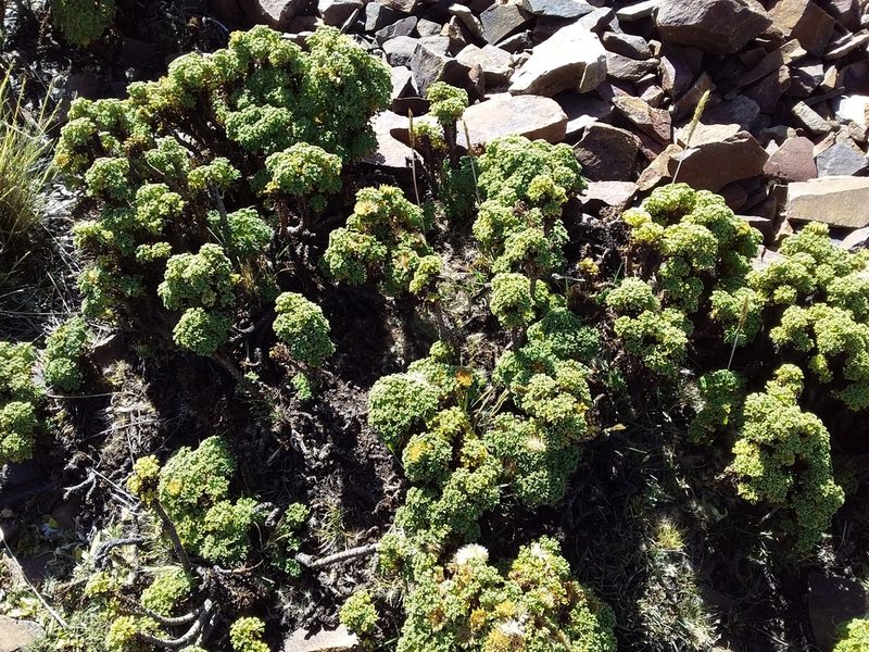 Xenophyllum dactylophyllum, photographed by Humber Alberto