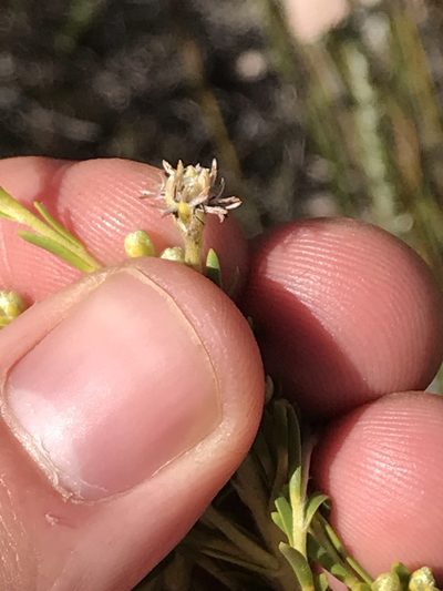 Leucadendron ericifolium, photographed by Ren Hoekstra