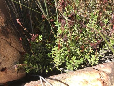 Crassula biplanata, photographed by Ren Hoekstra