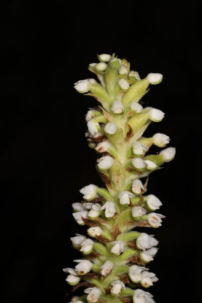 Gomphichis adnata, photographed by Trevor Van Loon