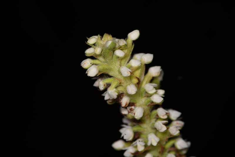 Gomphichis adnata, photographed by Trevor Van Loon