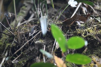 Rossioglossum oerstedii, photographed by Trevor Van Loon