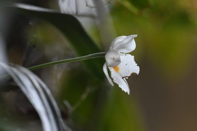 Rossioglossum oerstedii, photographed by Trevor Van Loon