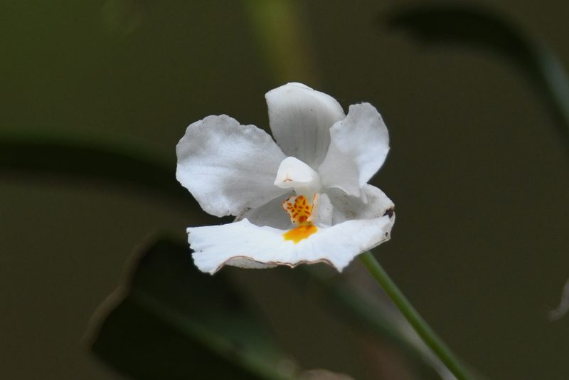 Rossioglossum oerstedii, photographed by Trevor Van Loon