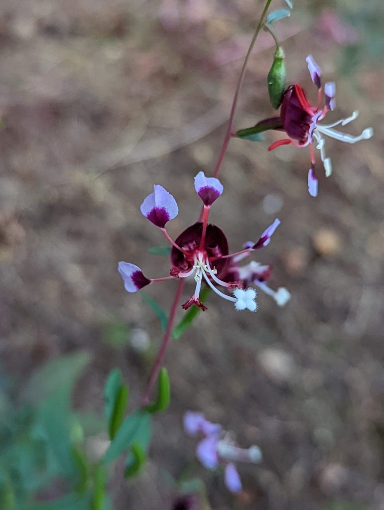 Clarkia springvillensis, photographed by My-Lan Le