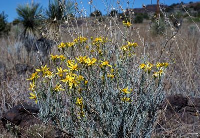 Senecio flaccidus, photographed by Andrew Tree