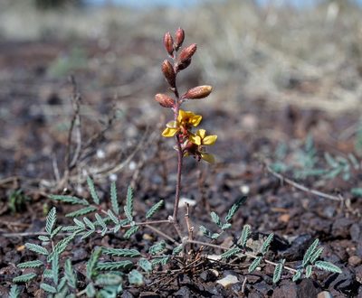 Hoffmannseggia glauca, photographed by Andrew Tree