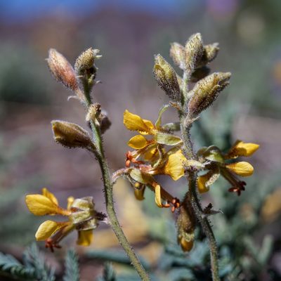 Hoffmannseggia glauca, photographed by Andrew Tree