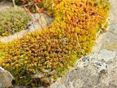 Rosulabryum capillare, photographed by Susan Marley