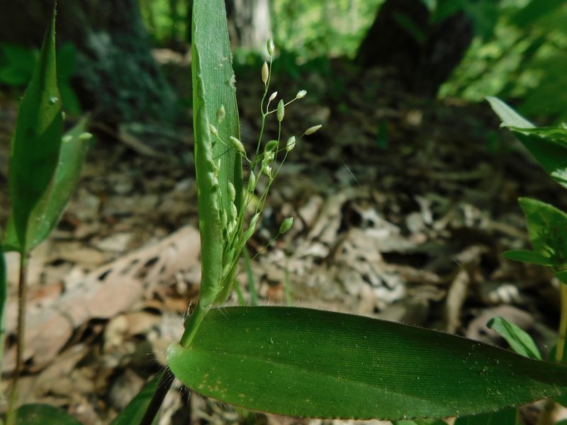 Dichanthelium commutatum, photographed by Michael J. Papay