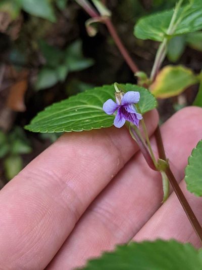 Viola scandens, photographed by Trevor Van Loon