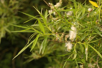 Salix viminalis, photographed by Stephen James McWilliam