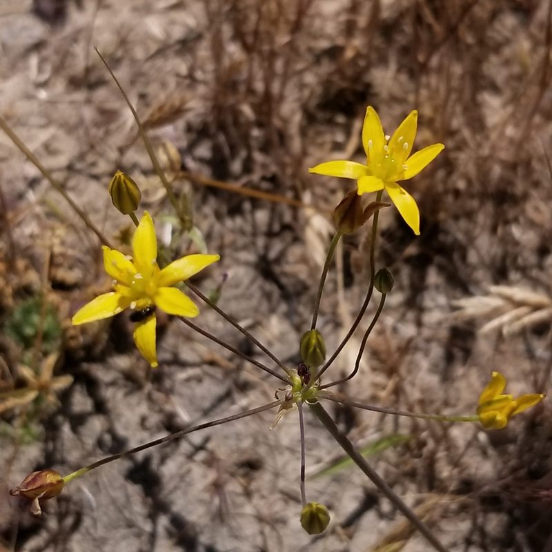 Bloomeria clevelandii, photographed by James C. Davis