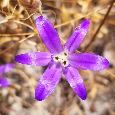 Brodiaea terrestris, photographed by James C. Davis