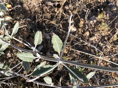 Eriogonum elongatum