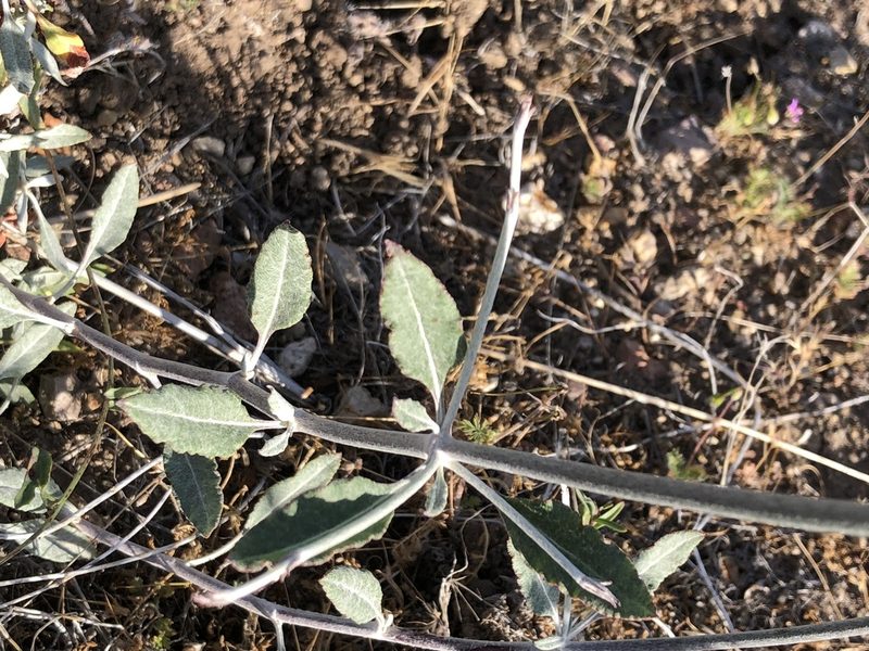 Eriogonum elongatum, photographed by Lightning Star Sky / Skyler Noah Wall