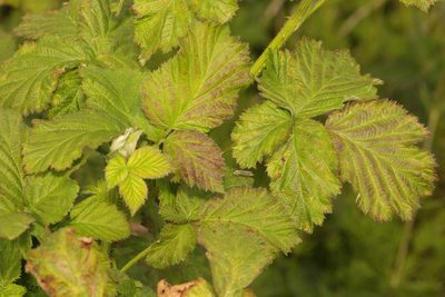 Rubus armeniacus, photographed by Stephen James McWilliam
