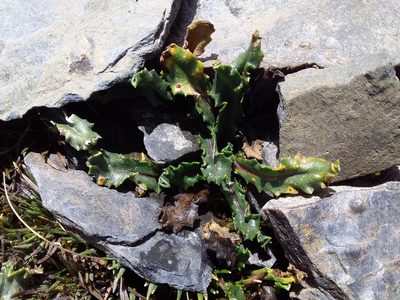 Senecio serratifolius, photographed by Humber Alberto