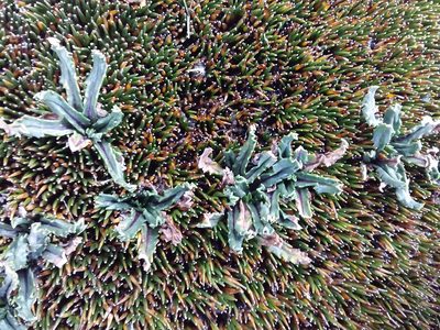 Senecio serratifolius, photographed by Humber Alberto