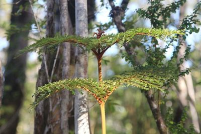 Lomatia ferruginea, photographed by Cesar Ormazabal