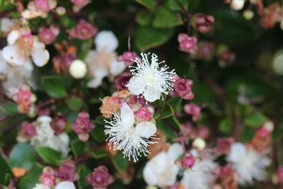 Luma apiculata, photographed by Cesar Ormazabal
