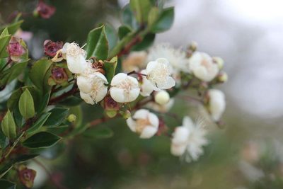 Luma apiculata, photographed by Cesar Ormazabal