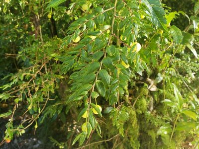 Luzuriaga polyphylla, photographed by Cesar Ormazabal
