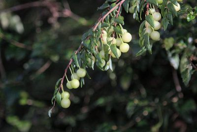 Luzuriaga polyphylla, photographed by Cesar Ormazabal