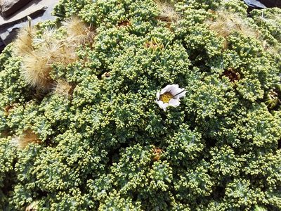 Xenophyllum dactylophyllum, photographed by Humber Alberto