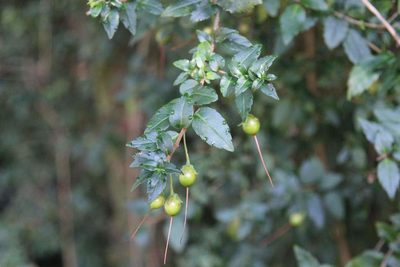 Mitraria coccinea, photographed by Cesar Ormazabal