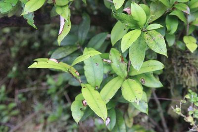 Myrceugenia planipes, photographed by Cesar Ormazabal