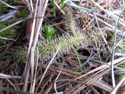 Lycopodiella alopecuroides, photographed by Chris Hoess