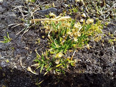 Colobanthus quitensis