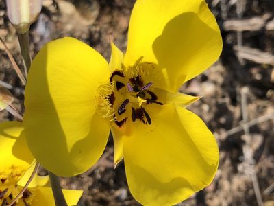 Calochortus clavatus, photographed by Lightning Star Sky / Skyler Noah Wall