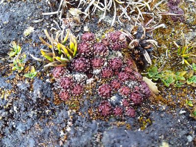 Saxifraga boussingaultii, photographed by Humber Alberto