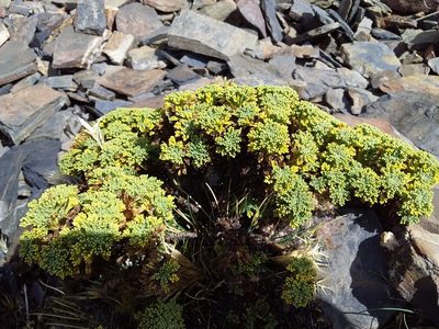Xenophyllum dactylophyllum, photographed by Humber Alberto