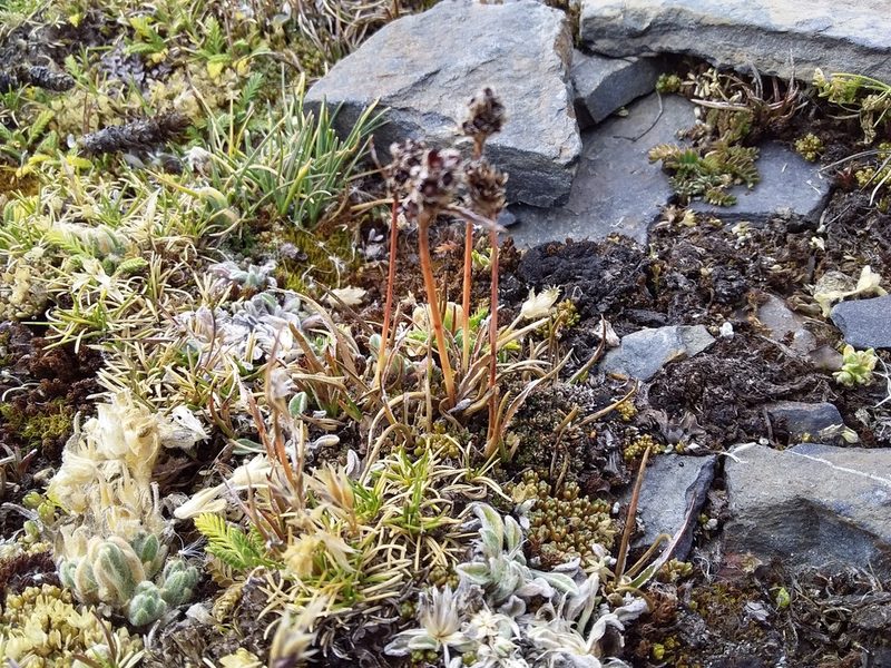 Luzula vulcanica, photographed by Humber Alberto