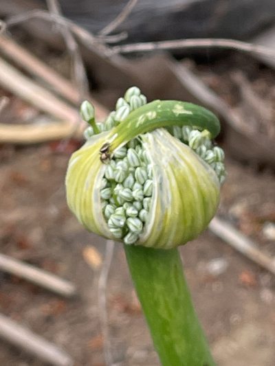 Allium cepa, photographed by joqatana