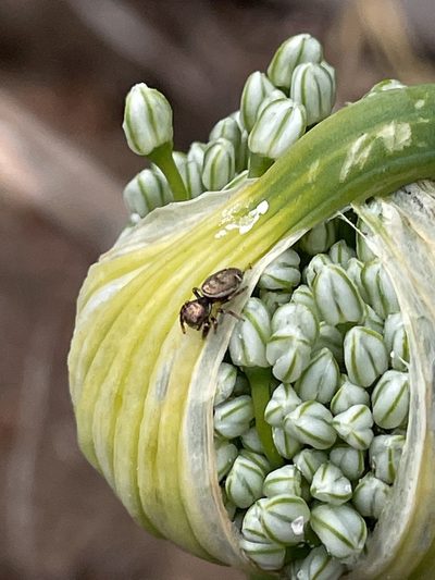 Allium cepa, photographed by joqatana